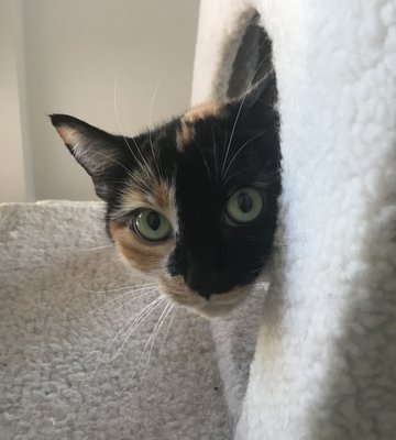 Offering Cat Drop-In & Overnight Sitting Services! - Vacation coming up? Have an emergency and have to leave home suddenly for a short time? We've got you covered. Offering drop - in and overnight cat sitting services. Includes complimentary watering of plants, mail collection, etc. Call or Text to speak with Stacy today! (310) 490-2020