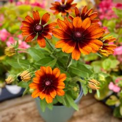 Angel Plants - Sunbeckia 'Sarah'
