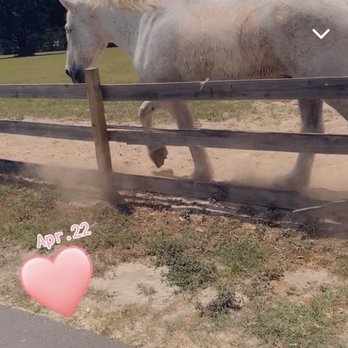 Mill Creek Farm - Animal Shelters Near Me - Alachua, Florida Mill Creek Farm - Animal Shelters Near Me - Alachua, Florida