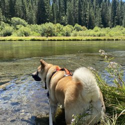 Targhee National Forest - Zelda, water dog.