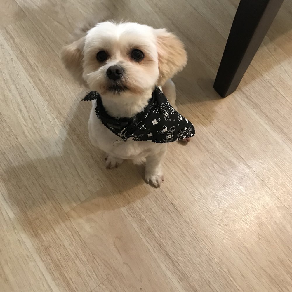 Puppy Luv Pet Grooming - Waiting patiently for his post-haircut treat - Pet Groomers Near Me - Bellflower, California Puppy Luv Pet Grooming - Waiting patiently for his post-haircut treat - Pet Groomers Near Me - Bellflower, California