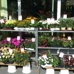 Blumen Maaß