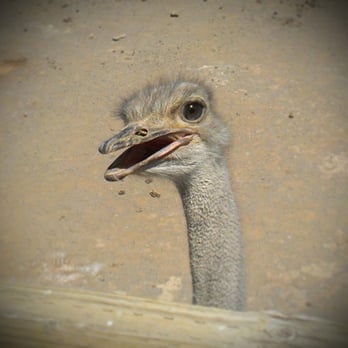 Rooster Cogburn Ostrich Ranch - Ostrich! - Petting Zoos Near Me - Picacho, Arizona Rooster Cogburn Ostrich Ranch - Ostrich! - Petting Zoos Near Me - Picacho, Arizona
