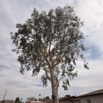 Performance Tree Services and Landscape - After pictures at performance tree service we make the difference - Tree Services Near Me Performance Tree Services and Landscape - After pictures at performance tree service we make the difference - Tree Services Near Me