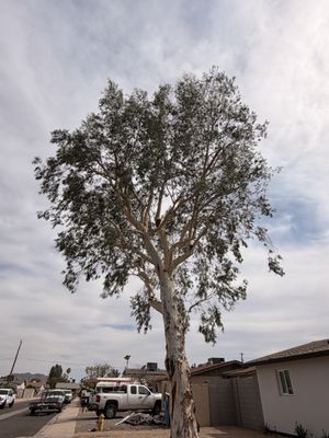 Performance Tree Services and Landscape on Yelp