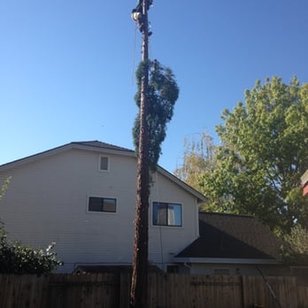 Johnston's Tree Service - Taking the top off - Tree Services Near Me - Roseville, California