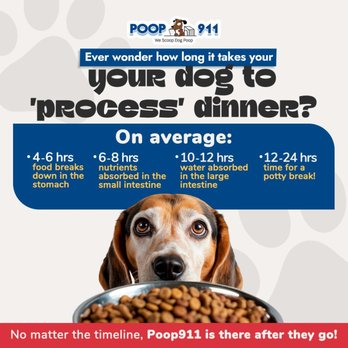 POOP 911 - Pet Waste Removal Near Me POOP 911 - Pet Waste Removal Near Me