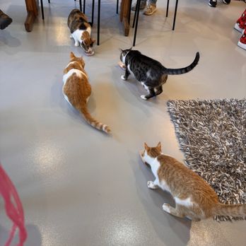 Sip & Purr Cat Cafe - Pet Adoption Near Me - Milwaukee, Wisconsin