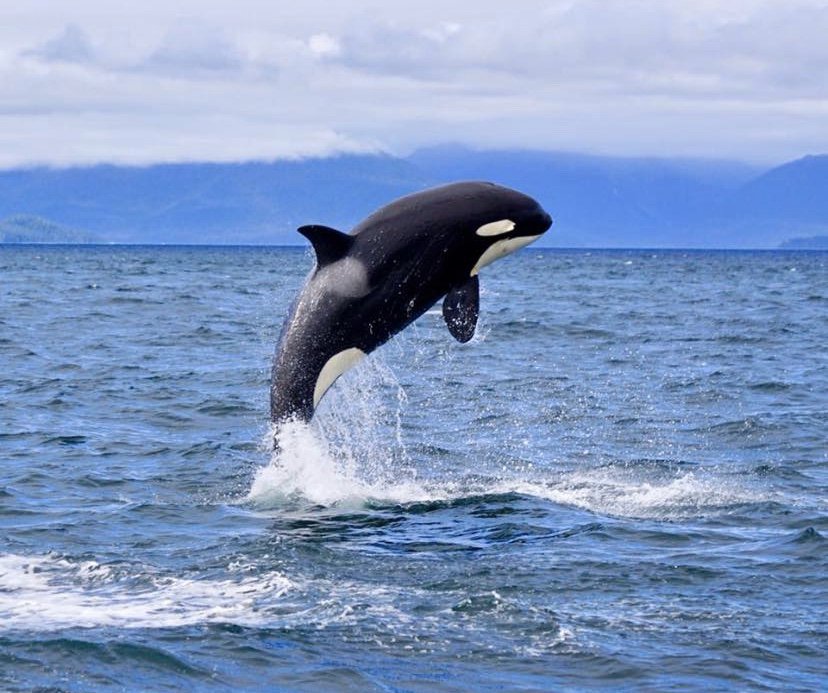 HOONAH WHALE TOURS Updated July 2024 15 Photos 376 Garteeni Hwy