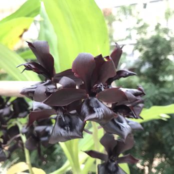Akatsuka Orchid Gardens - Black orchid - Flowers & Gifts Near Me - Volcano, Hawaii