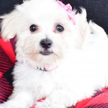 Puppy Guyz - Maltipoo puppies for sale by Puppy Guyz. - Pet Breeders Near Me Puppy Guyz - Maltipoo puppies for sale by Puppy Guyz. - Pet Breeders Near Me