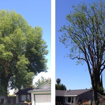 New Leaf Tree Service - Complete trimming/thinning Of 1 large Tree. - Tree Services Near Me New Leaf Tree Service - Complete trimming/thinning Of 1 large Tree. - Tree Services Near Me