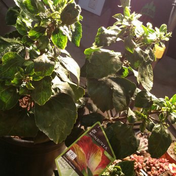 Cosentino's Nursery - #DoubleHibiscus #RedDarlingHibiscus - Nurseries & Gardening Near Me - Malibu, California Cosentino's Nursery - #DoubleHibiscus #RedDarlingHibiscus - Nurseries & Gardening Near Me - Malibu, California