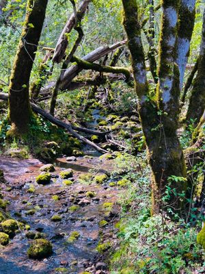 Trione-Annadel State Park by null
