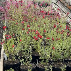 Plant Oregon - Hot Lips/Red Sage @ Plant Oregon.