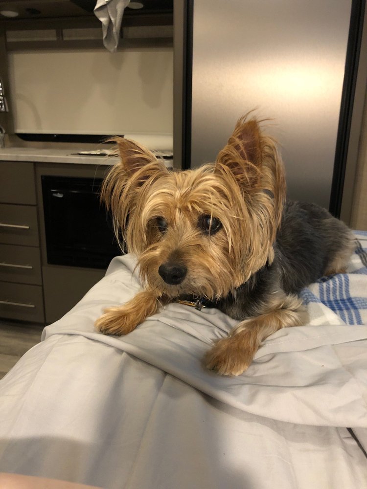 JOSHUA ANIMAL CLINIC - Veterinarians - 635 N Broadway St, Joshua, TX