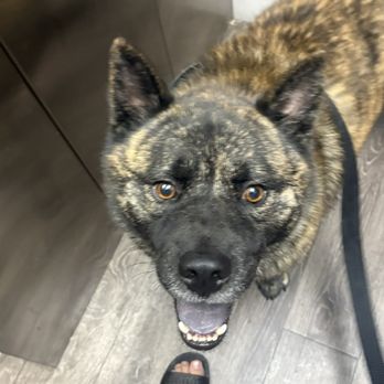 Animal Foundation - Animal Shelters Near Me - Las Vegas, Nevada