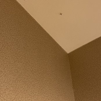 BayVue - Dead squished bug on the ceiling - Hotels Near Me - Ocean Shores, Washington BayVue - Dead squished bug on the ceiling - Hotels Near Me - Ocean Shores, Washington