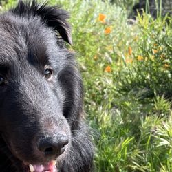 Corriganville Park - Mr. Pilot loved visiting the poppies.