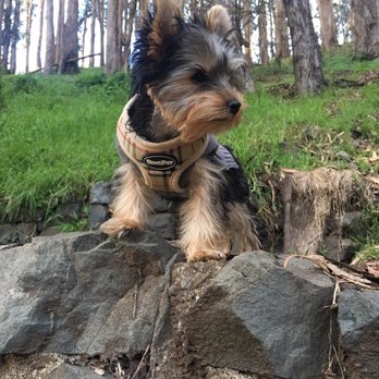 SmartyPup! - Attending smarty pup socials really helped our small puppy prepare to face the big world. - Pet Training Near Me - San Francisco, California