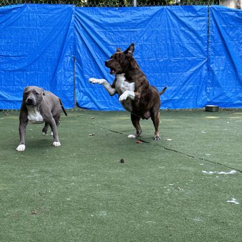 Planet Pup - Pet Boarding Near Me - Charlotte, North Carolina