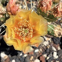 Idaho Botanical Garden