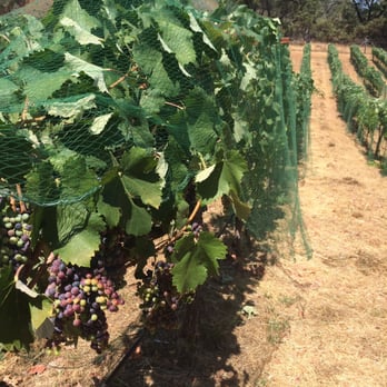 Mais Fica Winery - Mmmm Mourvèdre grapes! - Wineries Near Me - Placerville, California Mais Fica Winery - Mmmm Mourvèdre grapes! - Wineries Near Me - Placerville, California