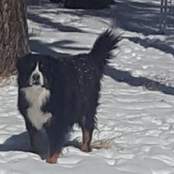 Majestic Family Companions - Jeremiah 6 years old. A magnificent, and loving companion