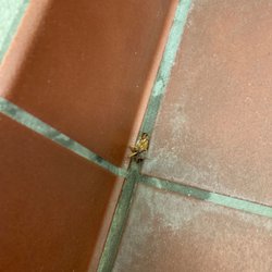ROACH