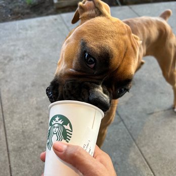 Starbucks - Penny Enjoying her pup cup! Love the staff here!!! - Coffee & Tea Near Me - Fullerton, California Starbucks - Penny Enjoying her pup cup! Love the staff here!!! - Coffee & Tea Near Me - Fullerton, California