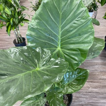 Kimberly's Indoor Plants - HUGE elephant ear plant ! - Nurseries & Gardening Near Me - Rialto, California Kimberly's Indoor Plants - HUGE elephant ear plant ! - Nurseries & Gardening Near Me - Rialto, California
