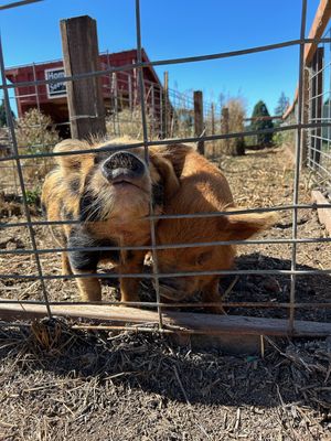 Lee Family Farms by null