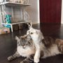 Photo of Sitting Pretty Pet Care
