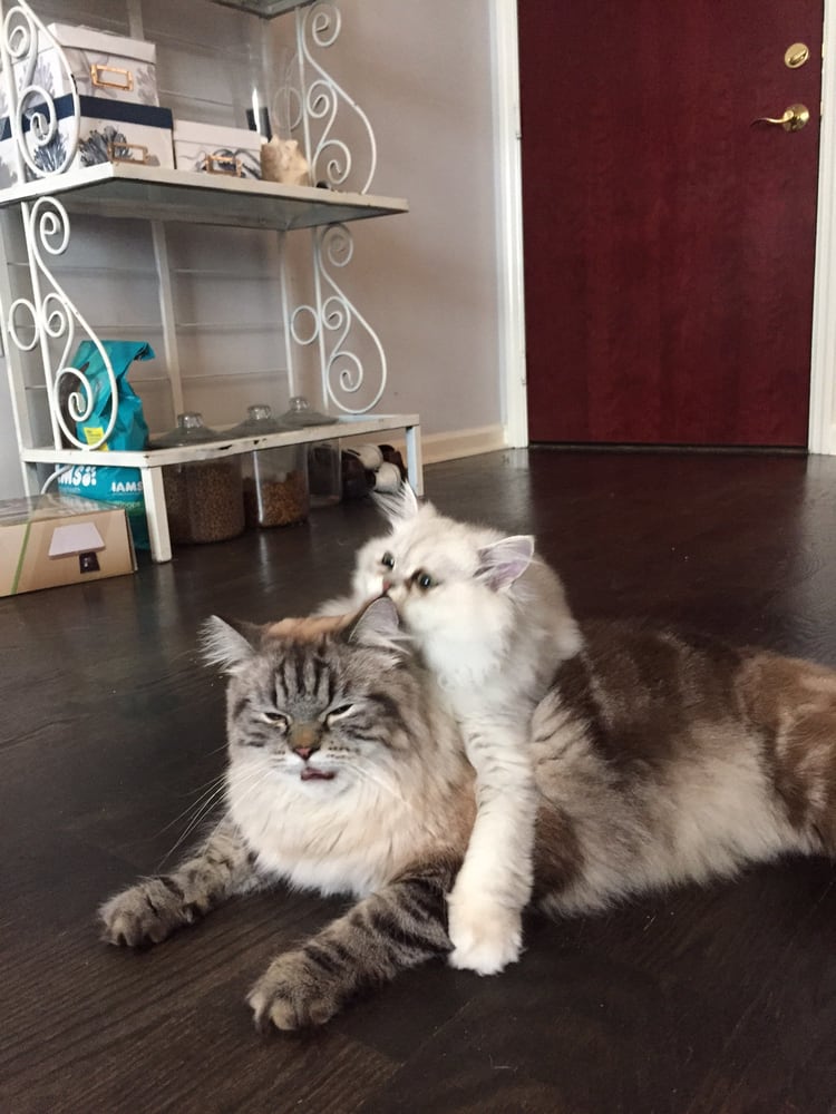 Sitting Pretty Pet Care - pet boarding facility in Atlanta, GA