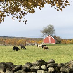 Stone Gardens Farm - Beef cows grazing in our haylot in the fall.