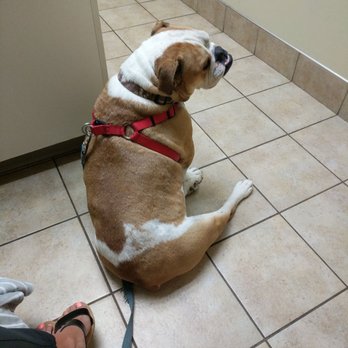 family friends pet hospital