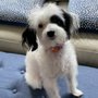 Photo of Groomery