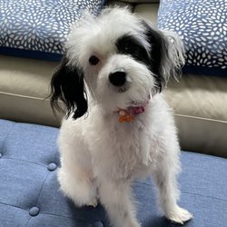 Groomery