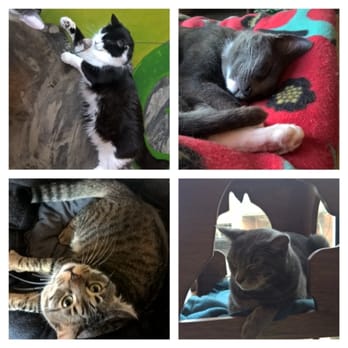 Seattle Meowtropolitan - So many cute cats - Themed Cafes Near Me - Seattle, Washington Seattle Meowtropolitan - So many cute cats - Themed Cafes Near Me - Seattle, Washington
