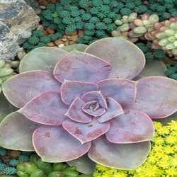 Paloma Garden Rockery