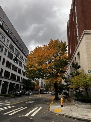 Owl N' Thistle by null