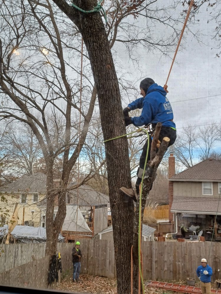 Larin Tree & Lawn Service - tree service in Kansas City, MO