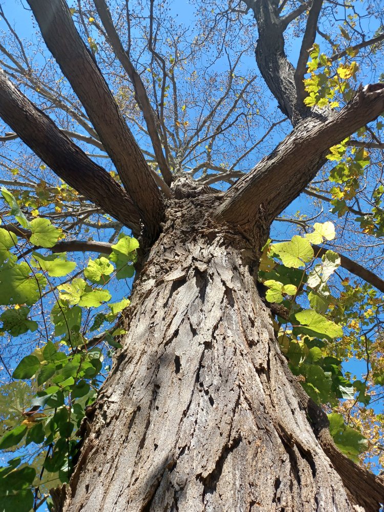 MCNEIL AND SONS TREE SERVICES AND STUMP GRINDING Updated June 2024