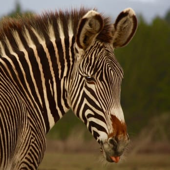 B Bryan Preserve - Great timing; tongue out! Ha! - Tours Near Me - Point Arena, California