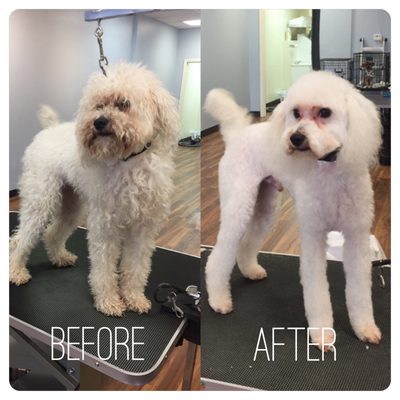 ibark grooming salon