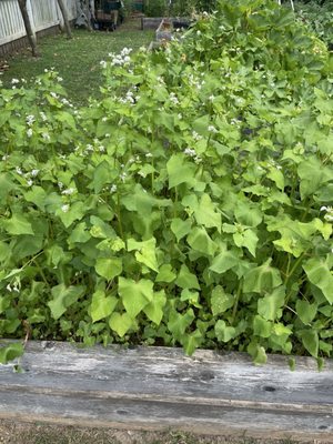 President James K. Polk Home and Museum by null