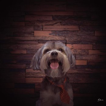 Cookies Pet Grooming - Meet Max! Just one of our rescues - Pet Groomers Near Me - Miami, Florida Cookies Pet Grooming - Meet Max! Just one of our rescues - Pet Groomers Near Me - Miami, Florida