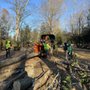 Photo of JJ Tree Services