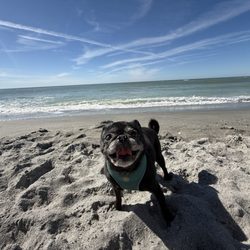 Brohard Paw Park & Beach - Fun times at the beach