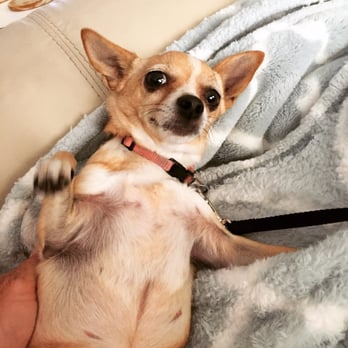 Paws On Pet Sitting - Pet Sitting Near Me Paws On Pet Sitting - Pet Sitting Near Me